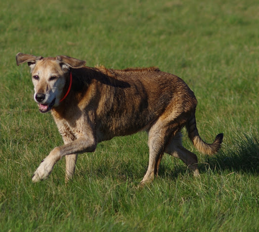 Hundephysio Wannsee - Thumbnail