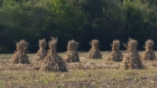 Illinois Crop Insurance