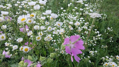 Photos of Apple Trees Gardens