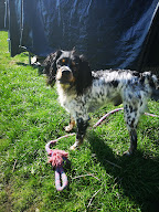 Un Chien Une Histoire à Hagetmau