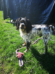 Photo n°1 de Un Chien Une Histoire à Hagetmau (Dresseur pour chiens)