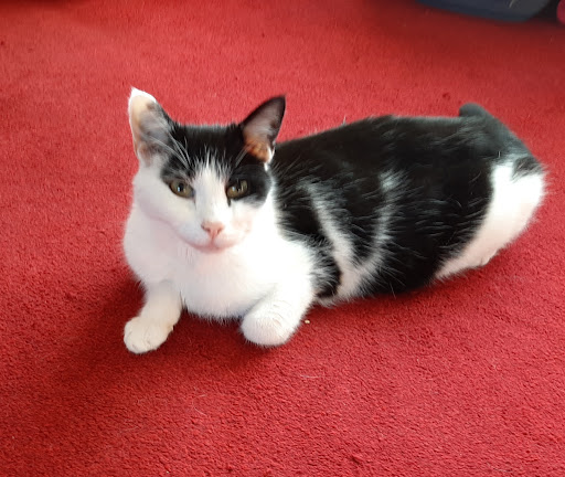 Vets4Pets - Hartlepool