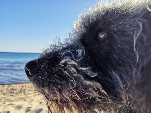 PET friendly formentera - Thumbnail