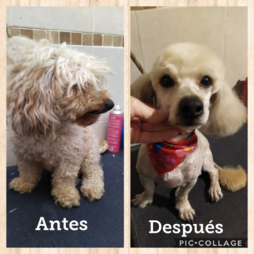Servicios Veterinarios Ahued