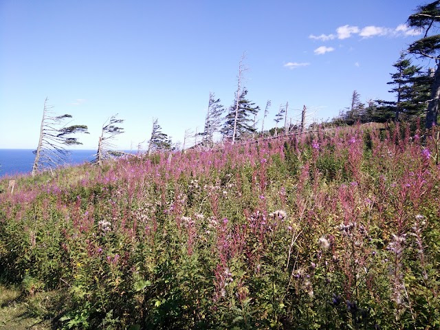 Île Bonaventure