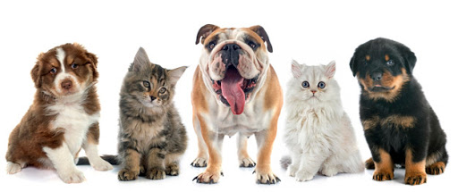 Chikypets - Visual