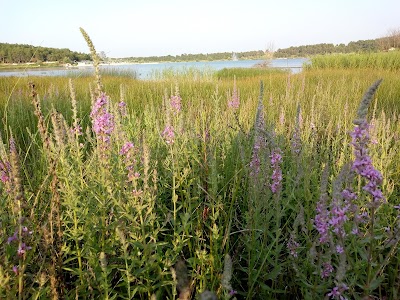 Pelitözü Pond