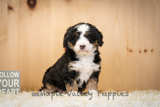 Maple Valley Puppies Logo