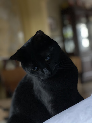 Pickles Approved - Visual