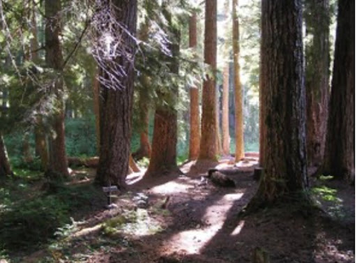 Diamond Meadows - Visual