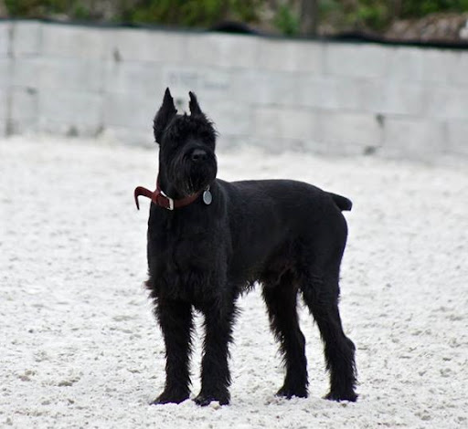 Esprit Canin - Toilettage et petsitting SOSPEL - Thumbnail