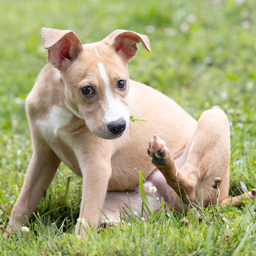 White River Humane Society - Thumbnail