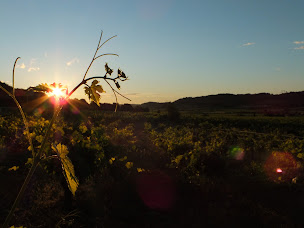 Photo n°11 de Mas de Cynanque à Cruzy (Établissement vinicole)