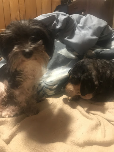Chase Farm Veterinary Hospital - Thumbnail