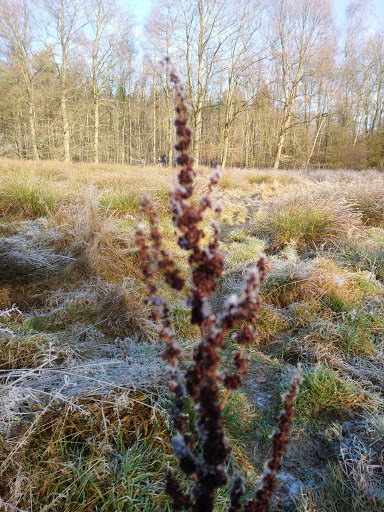 Staatsbosbeheer Drents-Friese Wold - Thumbnail
