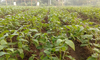 Photos of Sri Lanka School Of Agriculture Angunakolapelassa