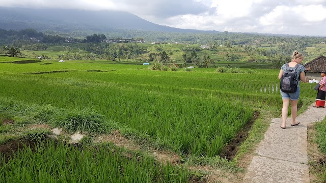 Rice Terrace Munduk