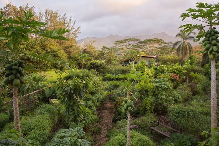 Kauai Farmacy by null