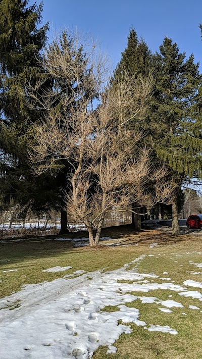 Coudersport Moon Tree