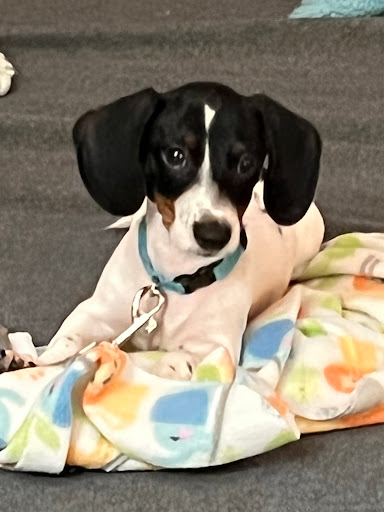 Seward Animal Hospital