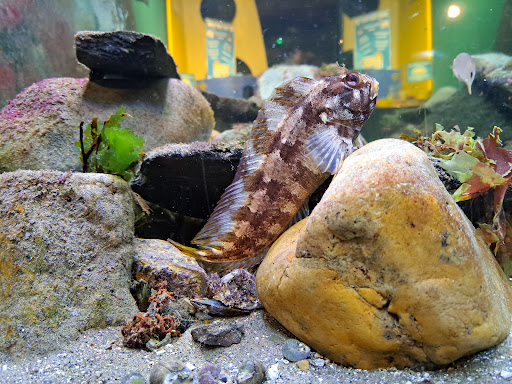 Sea Trust - Ocean Lab Aquarium - Thumbnail