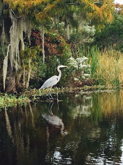 Bayou Adventure