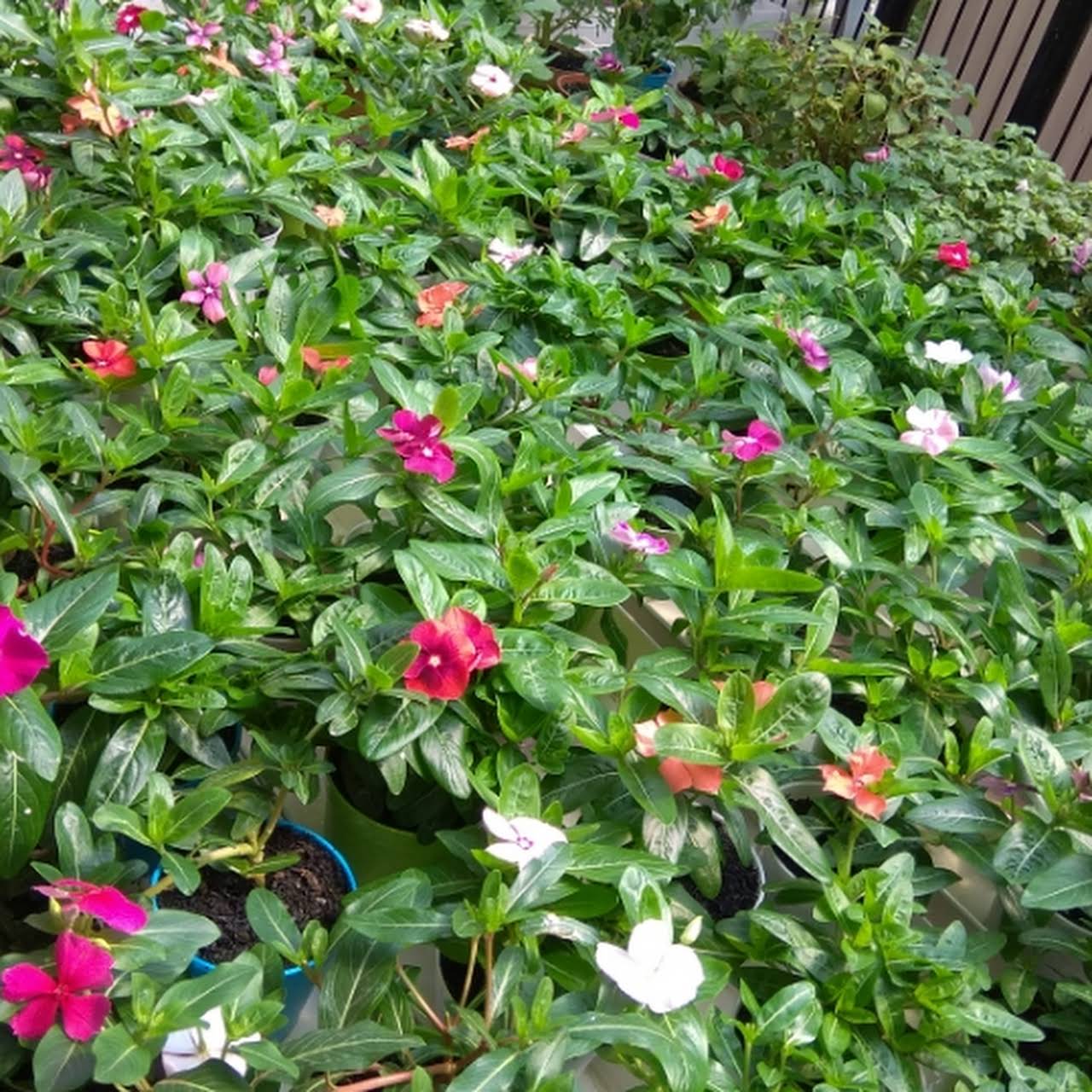 Warung Tika Hidroponik Toko Bunga Aneka jenis bunga cantik, bonsai dan lainnya bisa anda temukan disini di taman bunga karang resik. warung tika hidroponik toko bunga