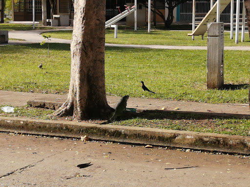 Parque Olmeca - Visual