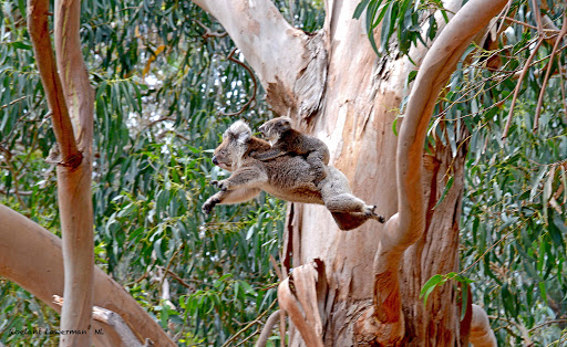 Hanson Bay Wildlife Sanctuary - Thumbnail