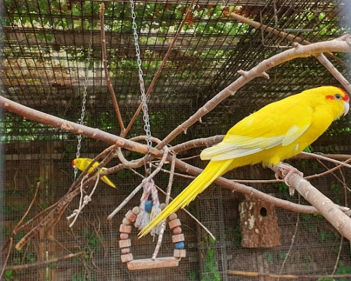 Voliere Vogelkäfige - Thumbnail