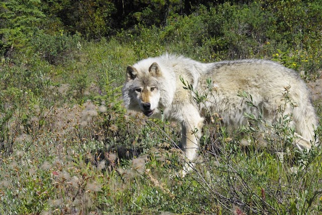 Northern Lights Wildlife Wolf Centre