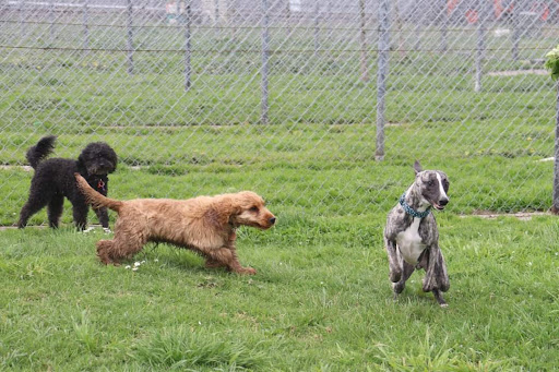 Jack's K9 Place Boarding Kennels and Cattery - Thumbnail