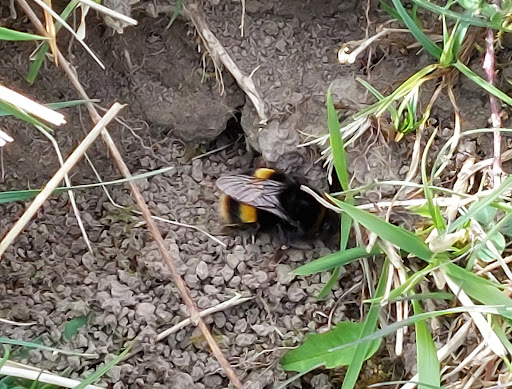 Ledsham Bank nature reserve - Thumbnail