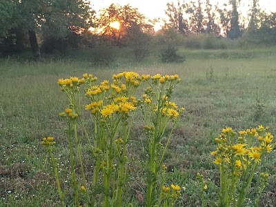 Gendtse Polder