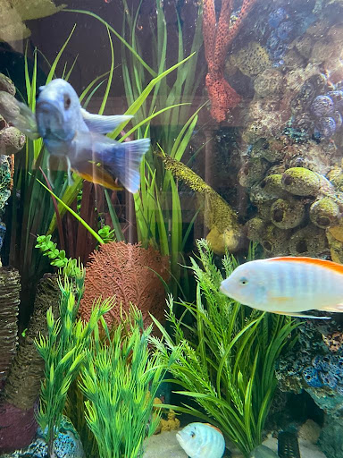 Aquariums Ponds And Services - Thumbnail