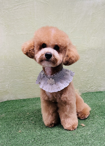 Samco Pet Spa Ltd