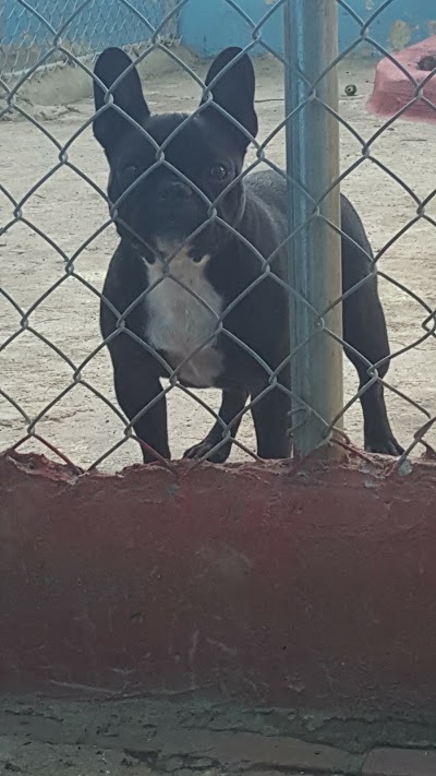 Photos of Animal Town