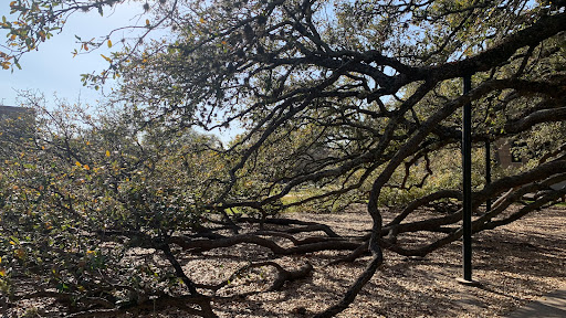 Century Tree - Visual
