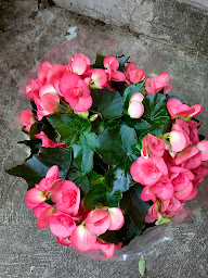 Photo n°30 de Marceau Fleurs à Courbevoie (Fleuriste)
