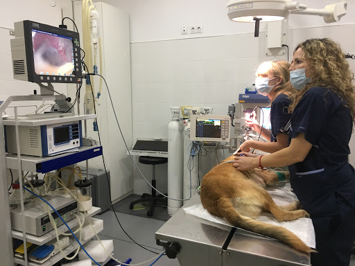 VetCare – Hospital Veterinario 24h en Fuente el Saz