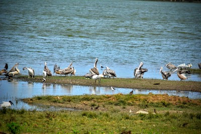 Photos of Yala Safari Team / Jeep Safari in Yala National park