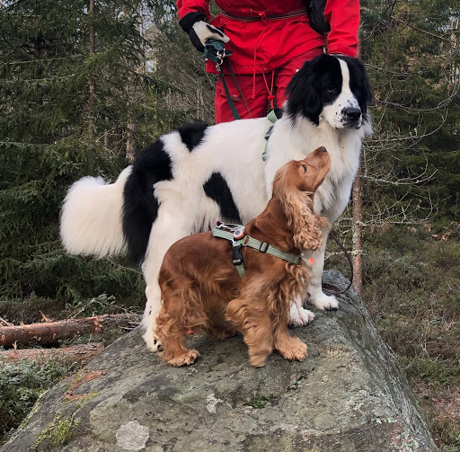 Furry Family AB Gallery - Sweden
