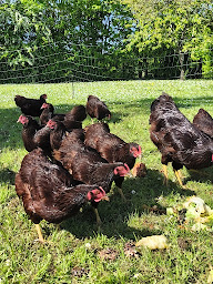 Photo n°4 de Les Poulets du Colombier à Marmagne (Élevage de volailles)