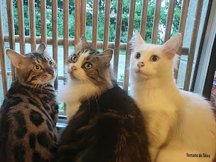 Photo n°1 de Domaine de Shiva à Brasparts (Ferme d'élevage)