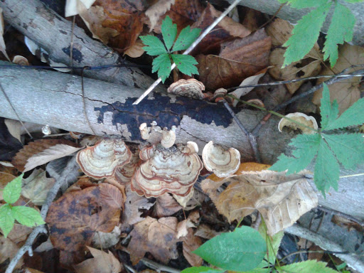 Jacob Schramm Nature Preserve - Thumbnail