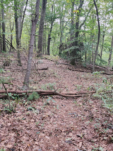 Glennie Woodlot and Town Farm Forest trail - Thumbnail