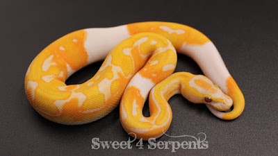 Sweet4Serpents