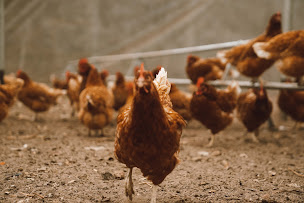 Photo n°2 de Le Poulailler Bio Majolan - Producteur d'œufs Bio à Le Taillan-Médoc (Magasin bio)