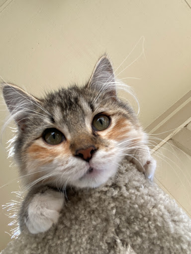 Ardmore Animal Care Inc Gallery - United States
