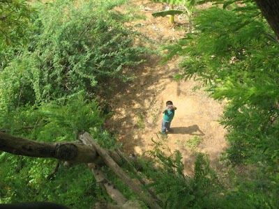 Photos of weaver bird natural habitat